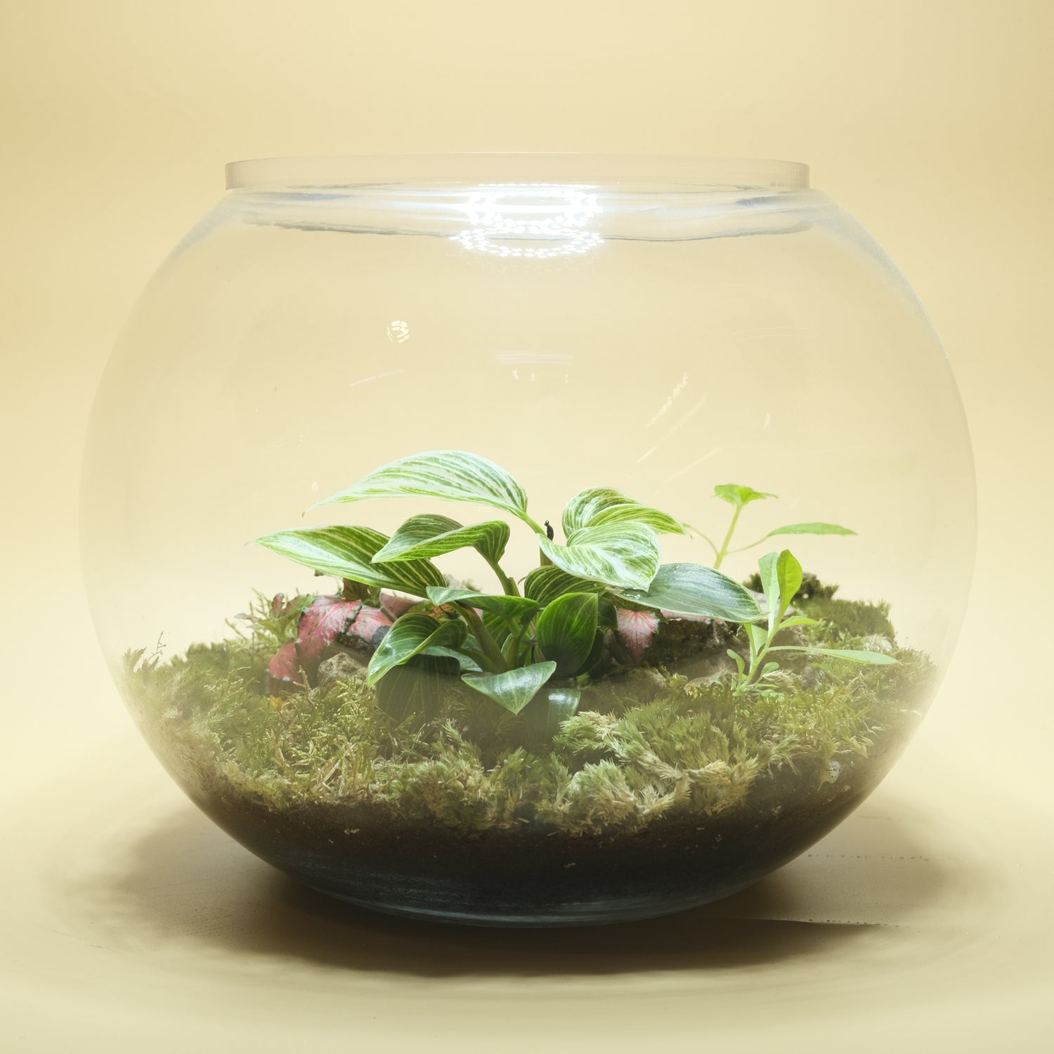 Green Blessing Terrarium