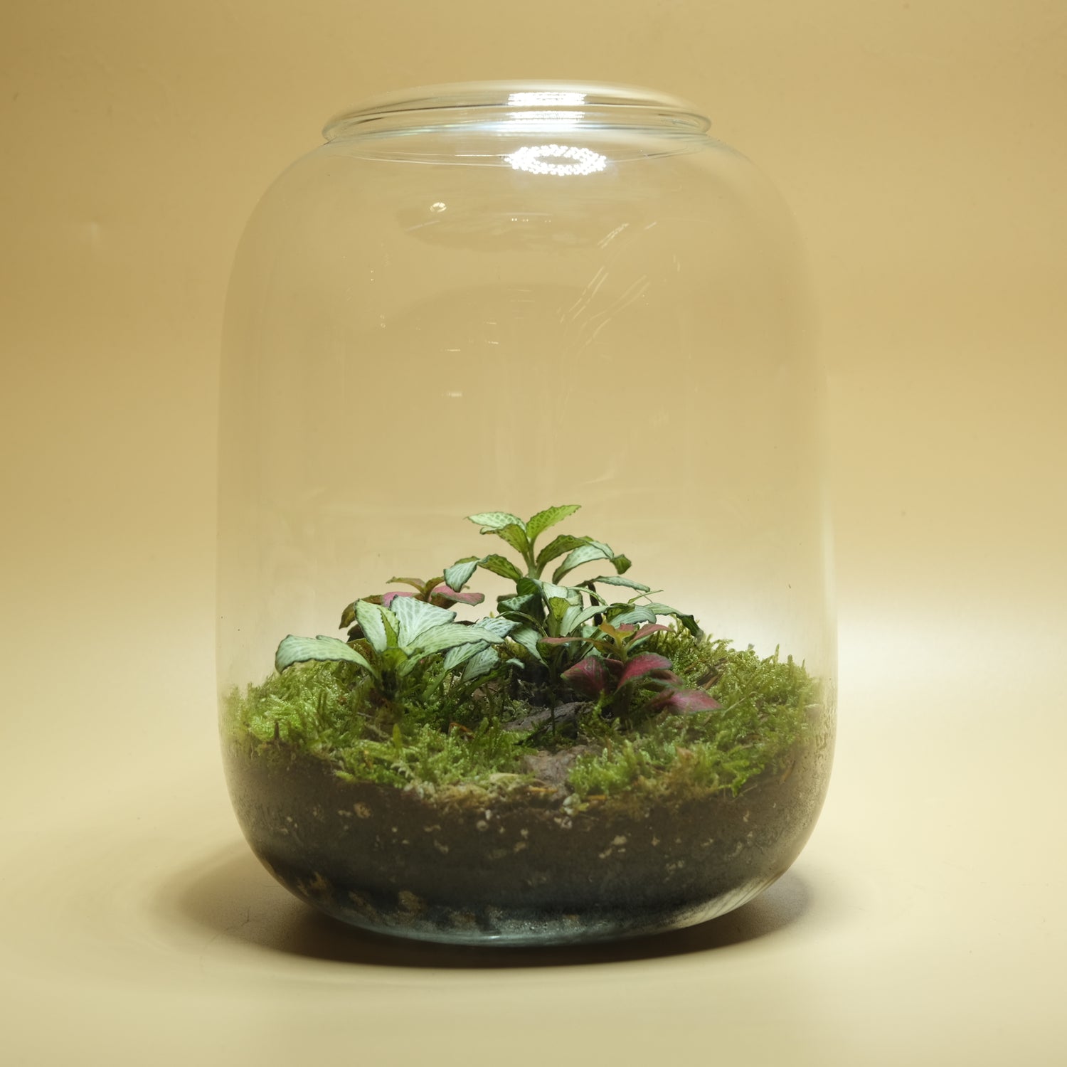 Tiny Orchard Terrarium