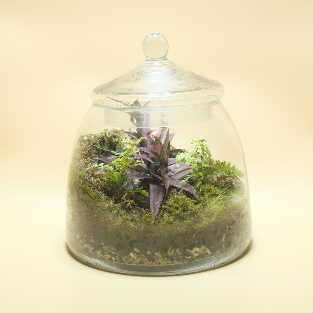 Red Queen Terrarium