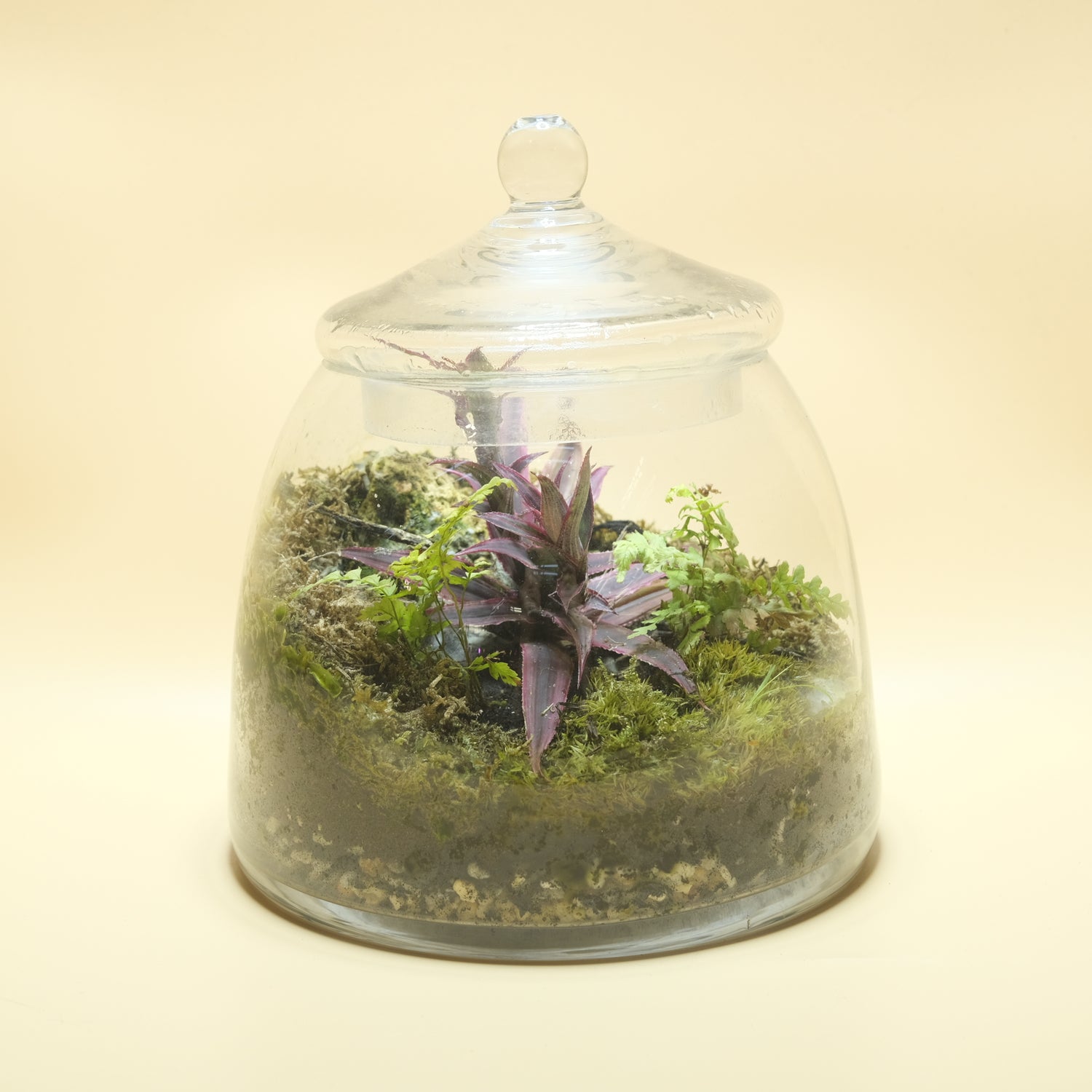 Red Queen Terrarium