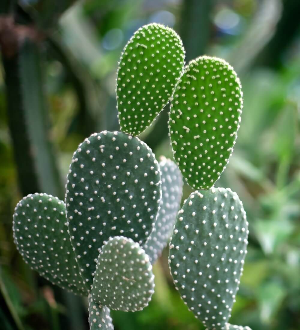 Cactus Closeup
