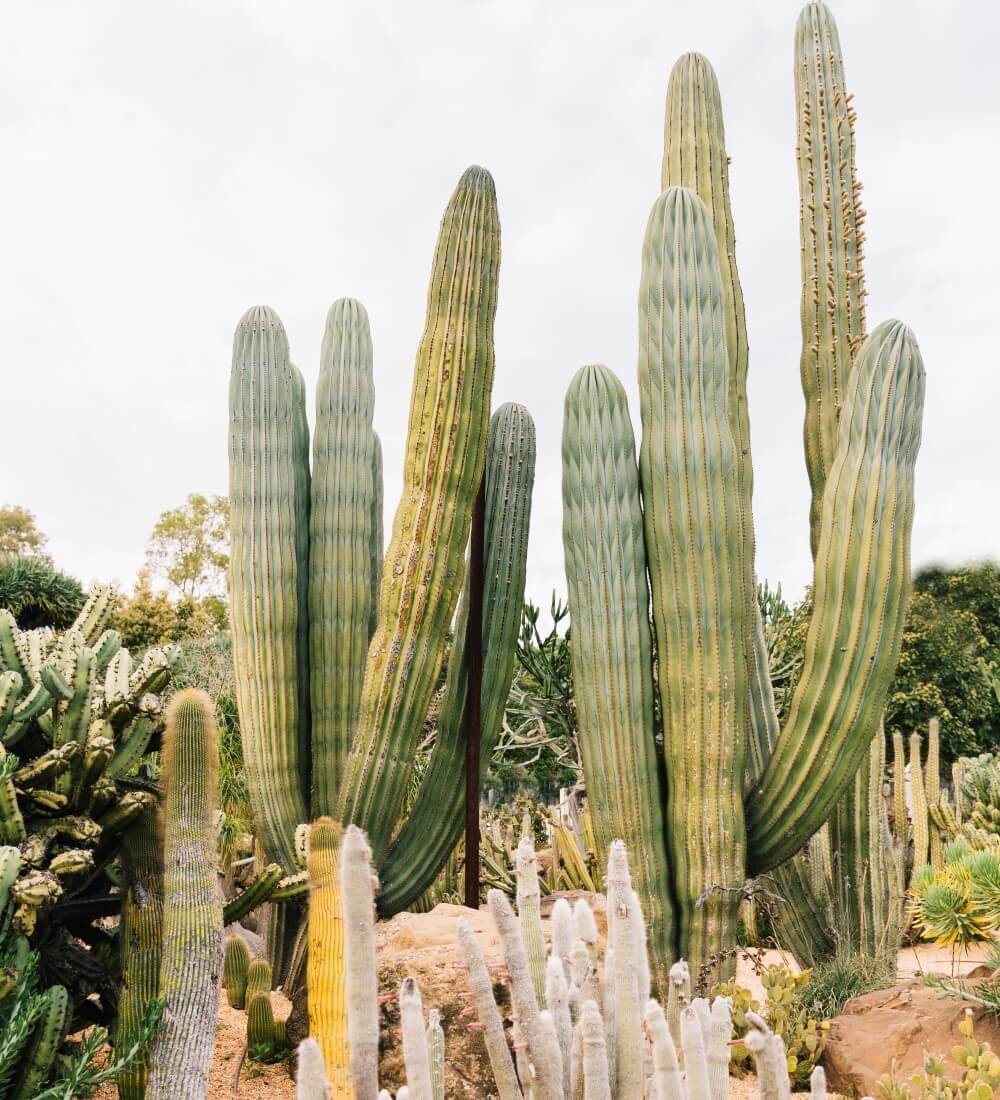 Cactus Plantation
