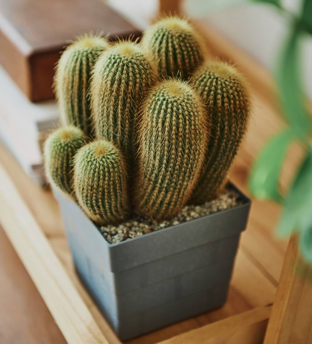 Cactus Pot