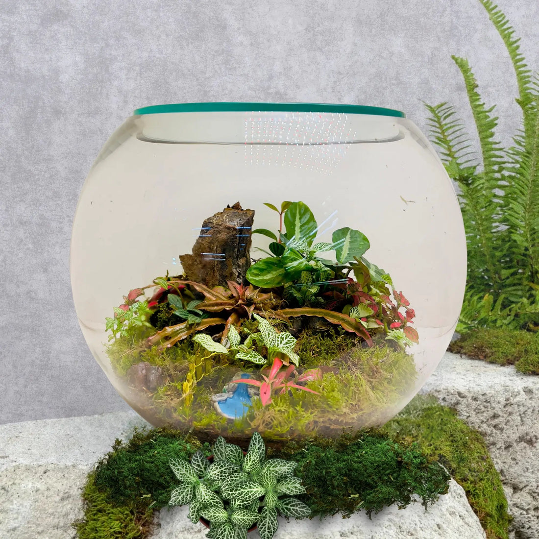 Calathea Terrarium in Dubai