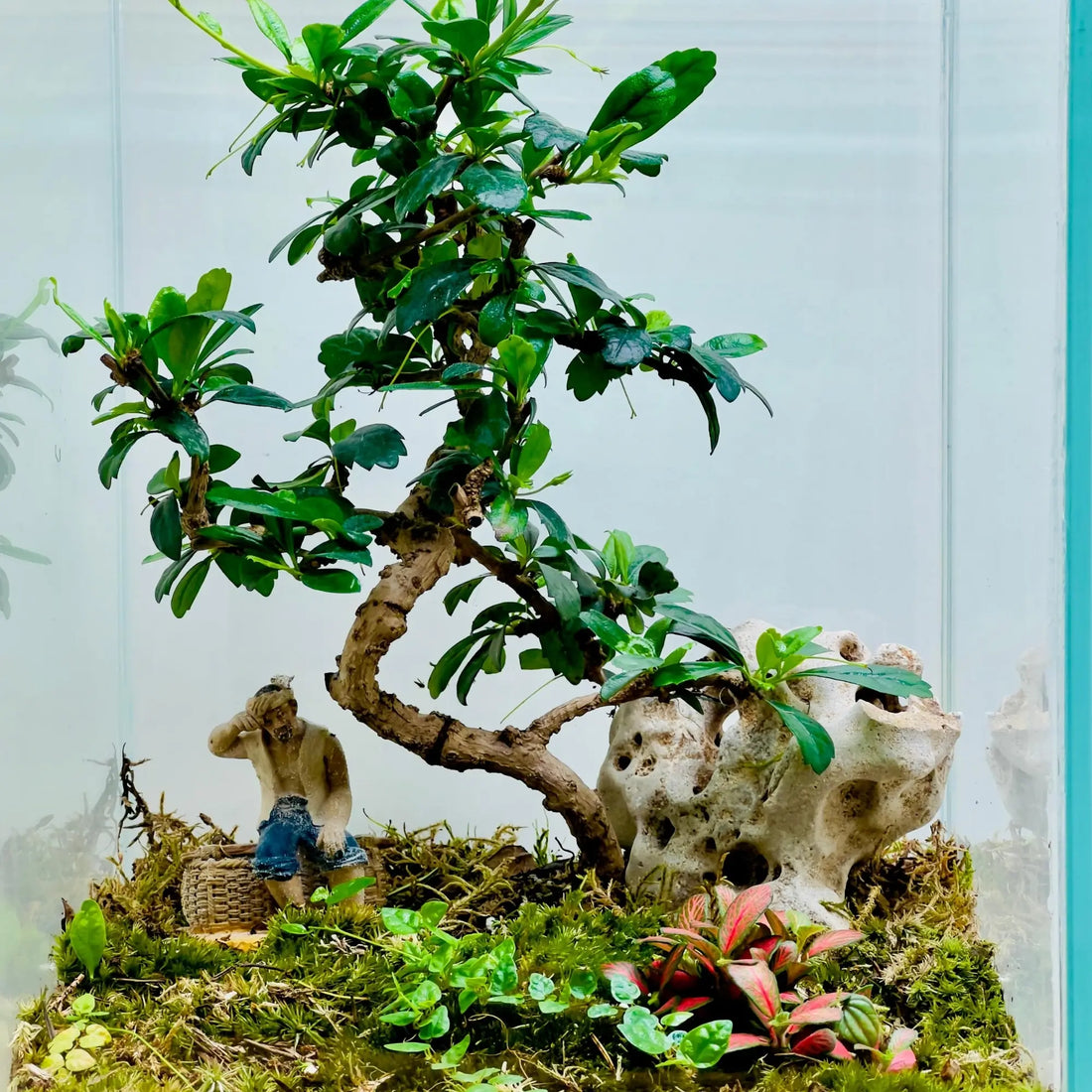 Carmona Bonsai Tree Terrarium Shop in Dubai