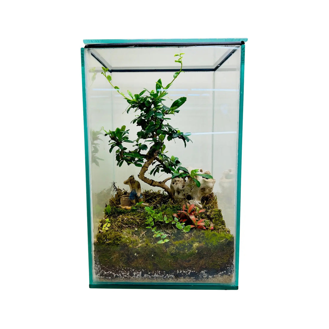 Carmona Bonsai Tree Terrarium in UAE