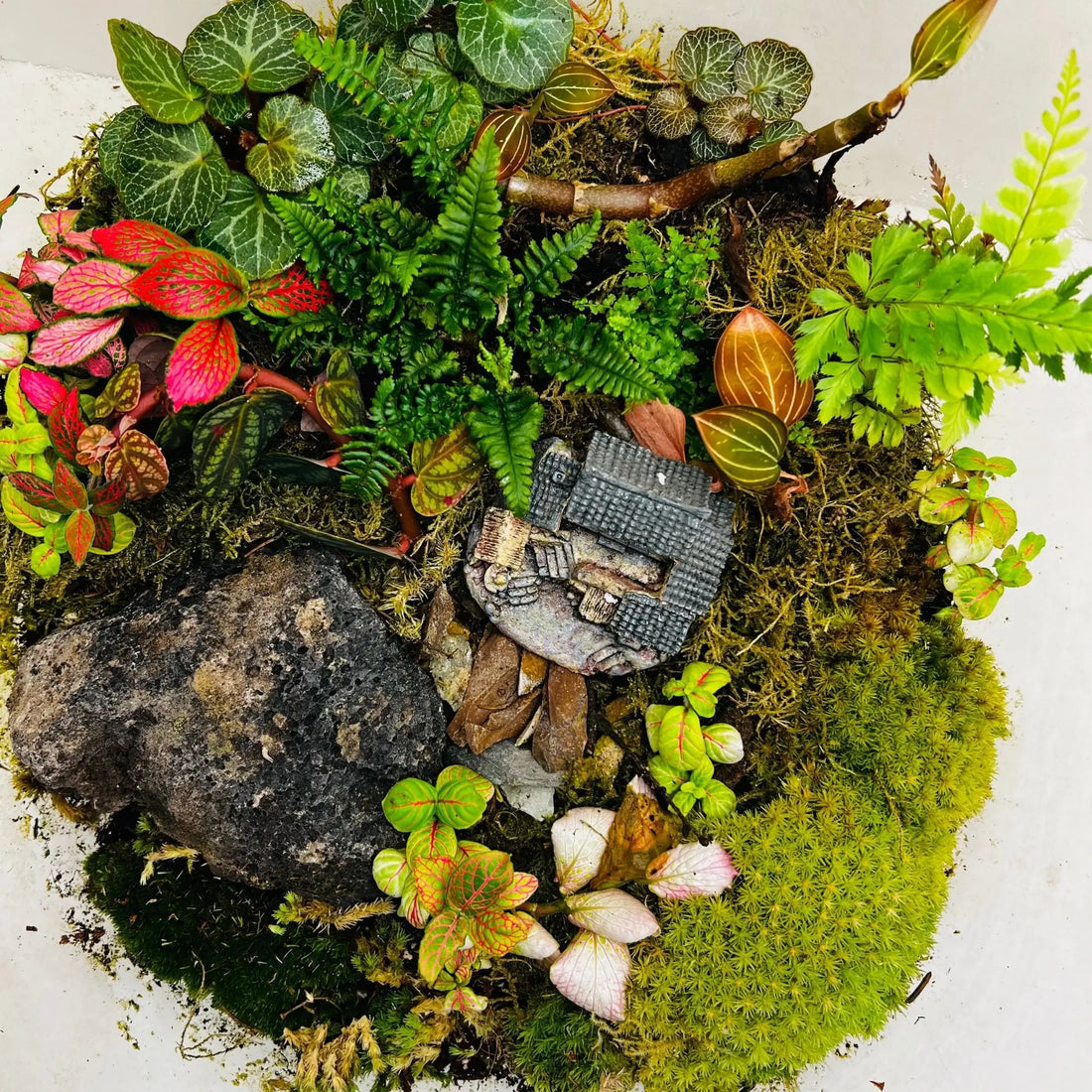 Celestial Green Terrarium Shop in Dubai