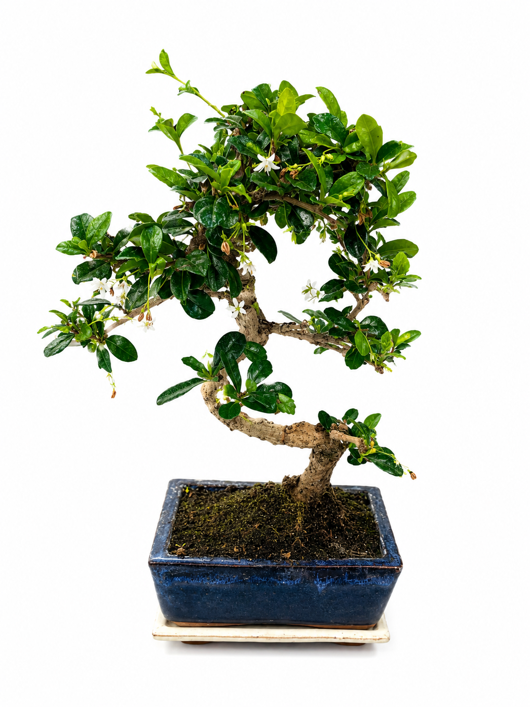 Carmona Bonsai Tree – 7 Years Old | Curved Trunk