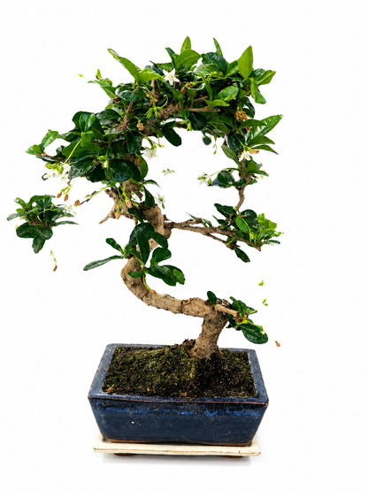 Carmona Bonsai Tree – 7 Years Old | Curved Trunk