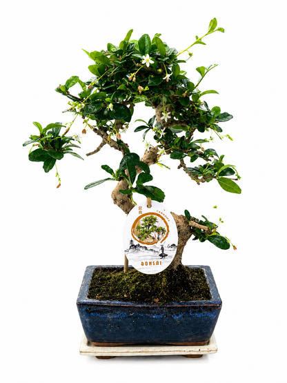 Carmona Bonsai Tree – 7 Years Old | Curved Trunk