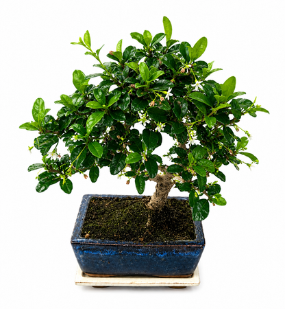 Carmona Bonsai Tree – 7 Years Old | Curved Trunk