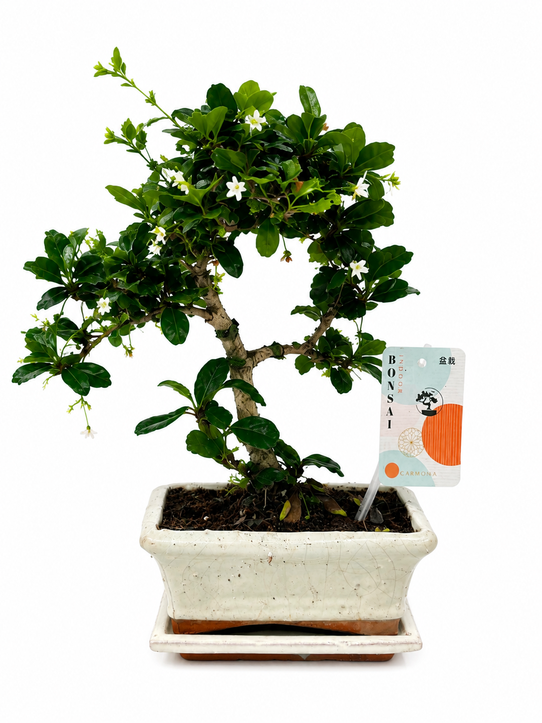 Carmona Bonsai Tree – 5 Years Old | Indoor Bonsai