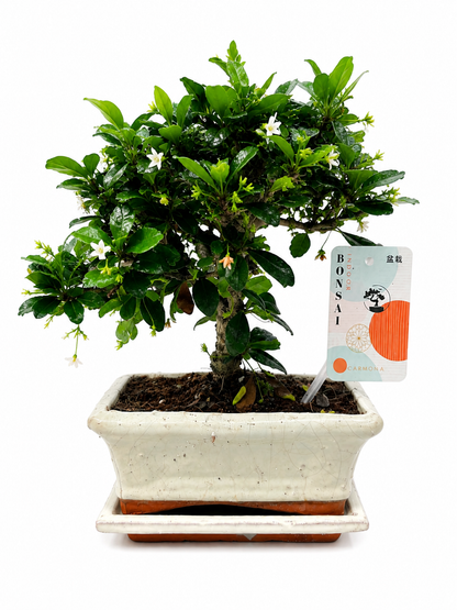 Carmona Bonsai Tree – 5 Years Old | Indoor Bonsai