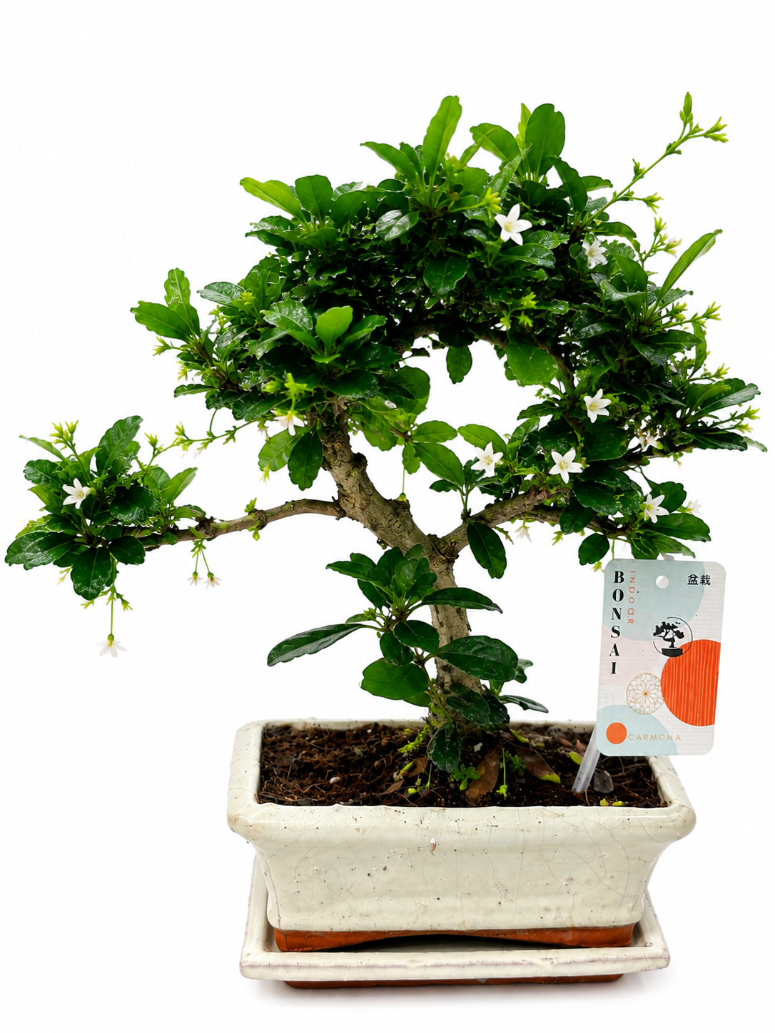 Carmona Bonsai Tree – 5 Years Old | Indoor Bonsai