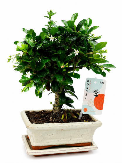 Carmona Bonsai Tree – 5 Years Old | Indoor Bonsai