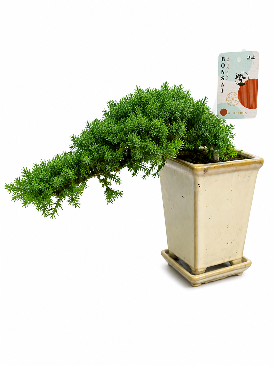 Juniperus Bonsai Tree | Cascading Outdoor Bonsai