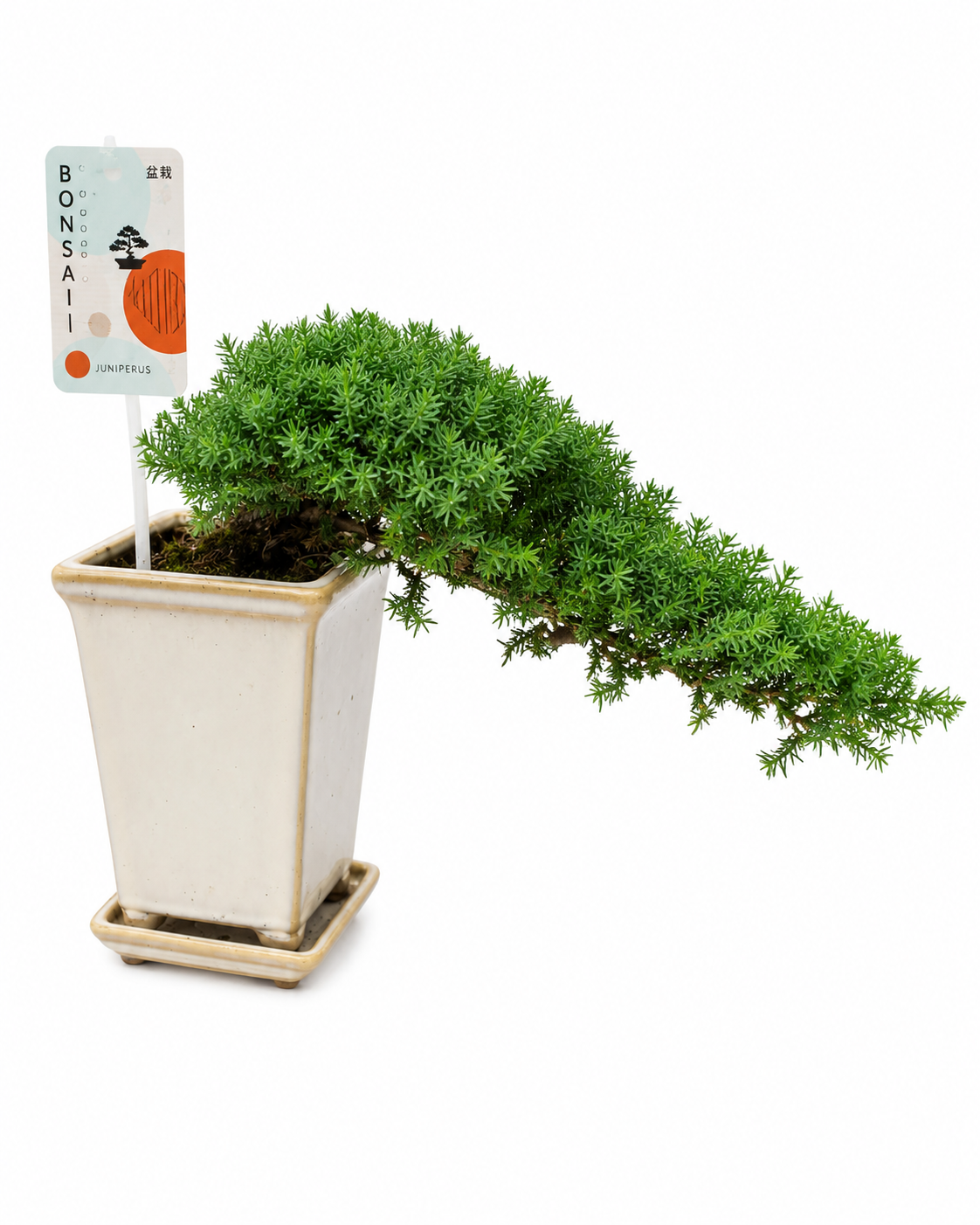 Juniperus Bonsai Tree | Cascading Outdoor Bonsai