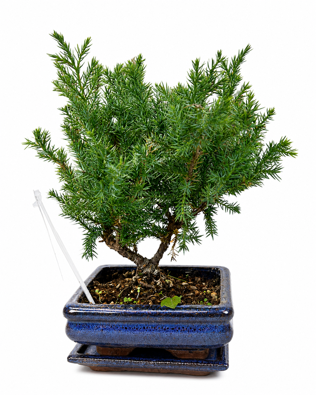 Juniperus Bonsai Tree | Classic Outdoor Bonsai