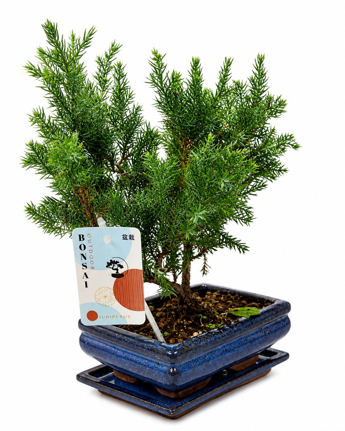 Juniperus Bonsai Tree | Classic Outdoor Bonsai