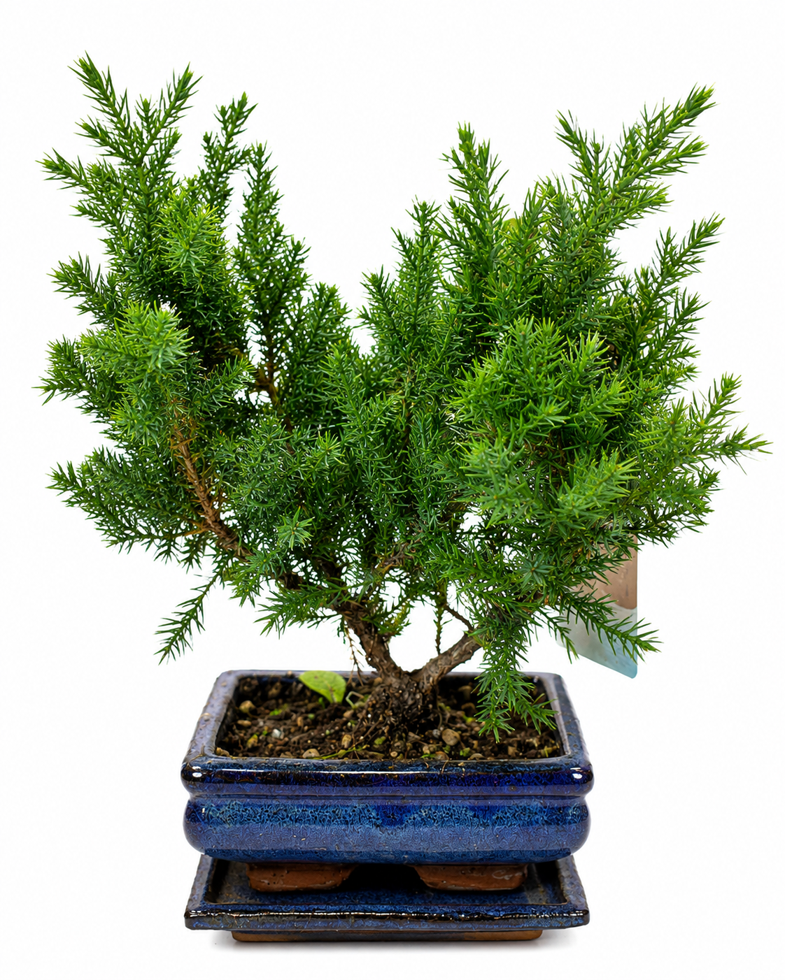 Juniperus Bonsai Tree | Classic Outdoor Bonsai