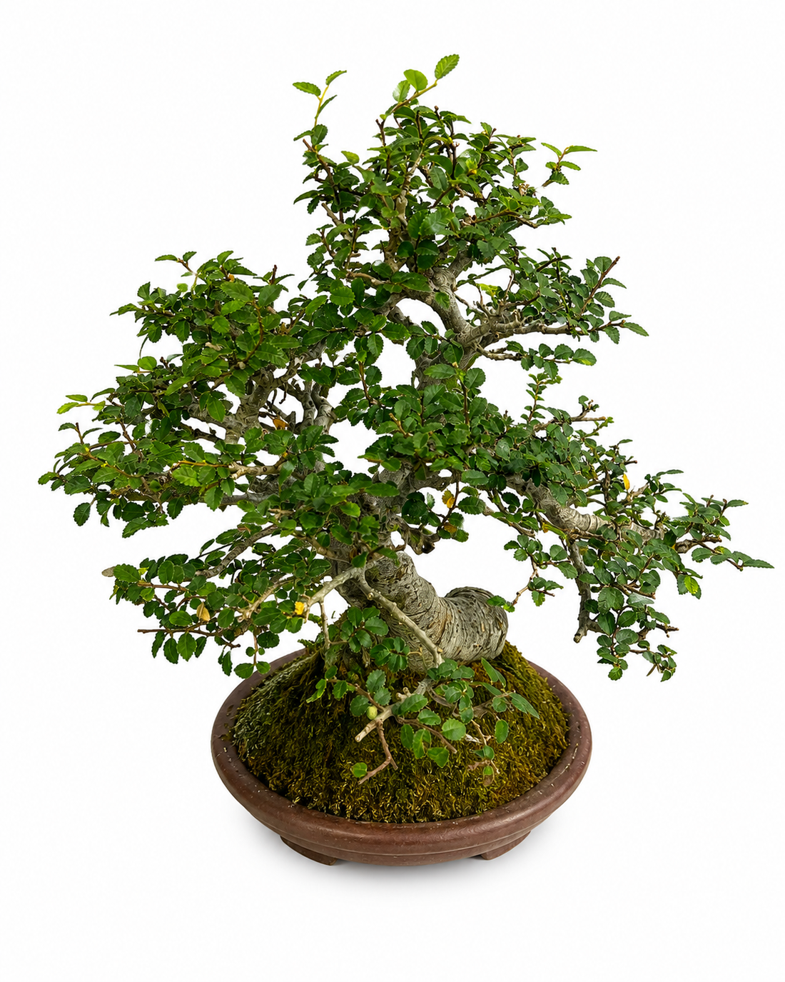 40-Year-Old Ulmus Bonsai Tree | Mature Specimen Bonsai