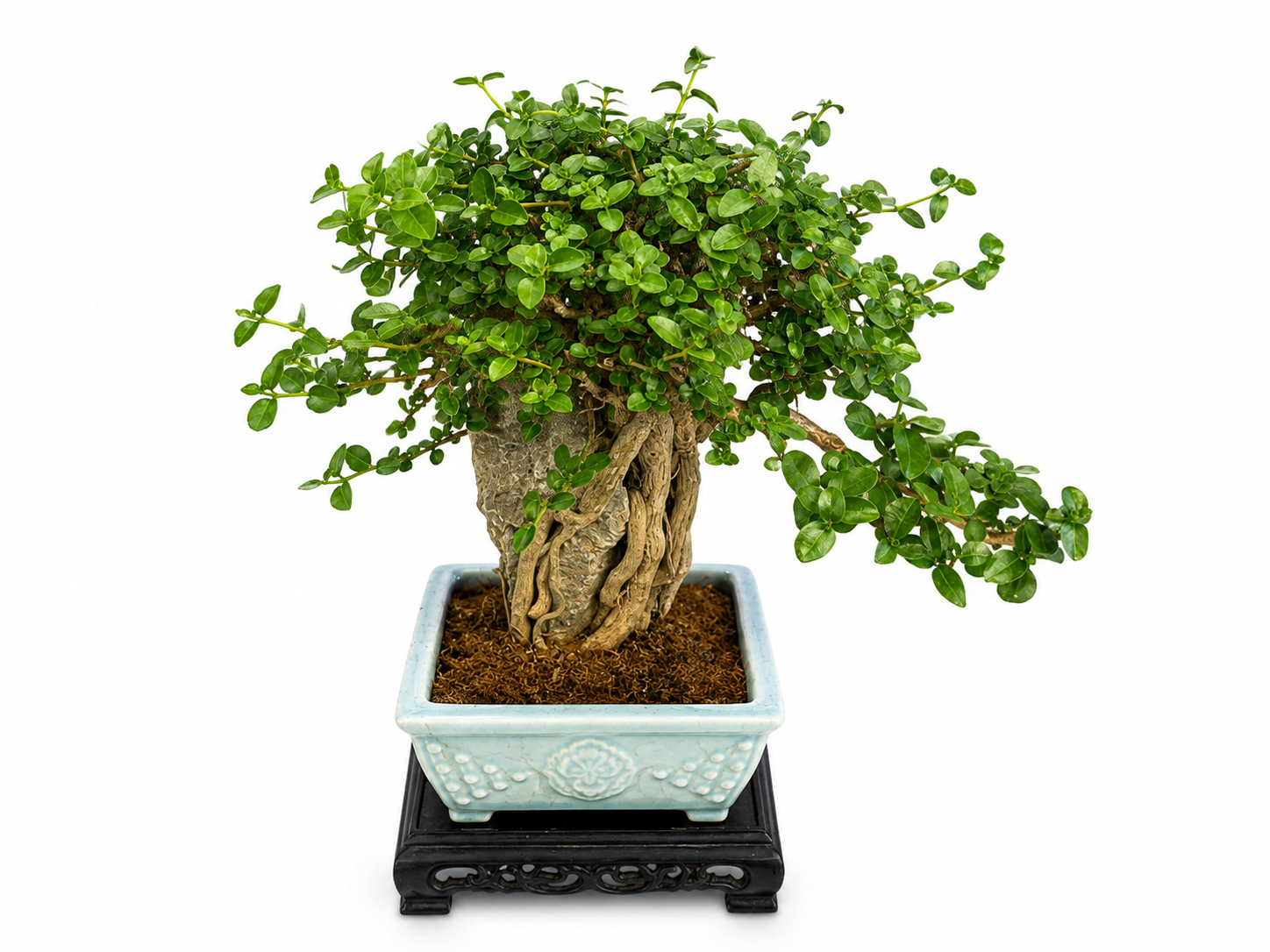Premna microphylla Bonsai – Mature Specimen Tree
