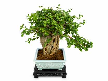 Premna microphylla Bonsai – Mature Specimen Tree