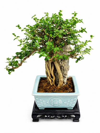 Premna microphylla Bonsai – Mature Specimen Tree
