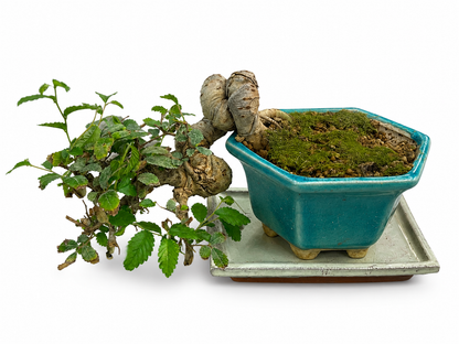 25-Year-Old Ulmus Bonsai – Unique Cascade Style