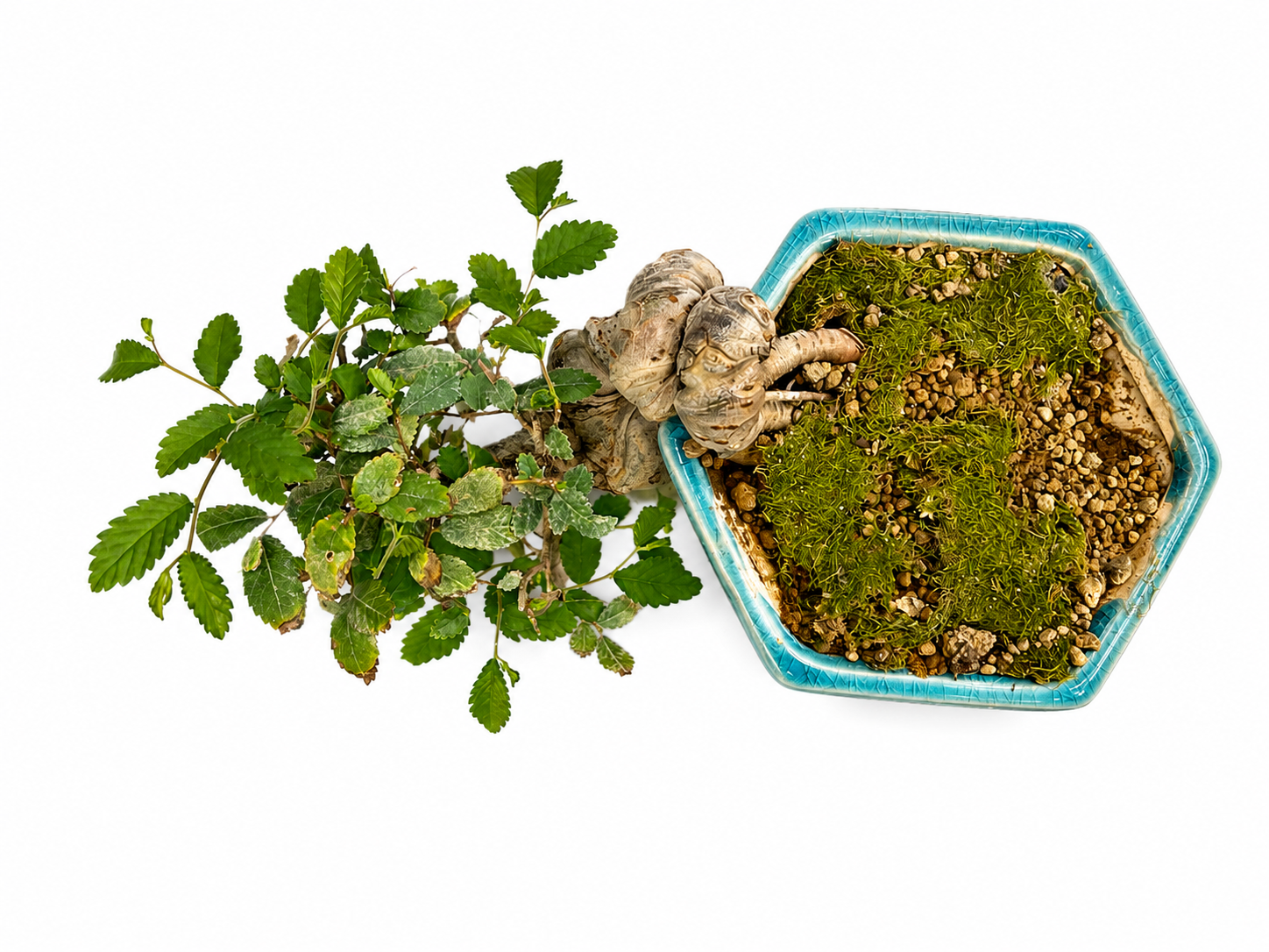 25-Year-Old Ulmus Bonsai – Unique Cascade Style
