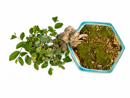 25-Year-Old Ulmus Bonsai – Unique Cascade Style