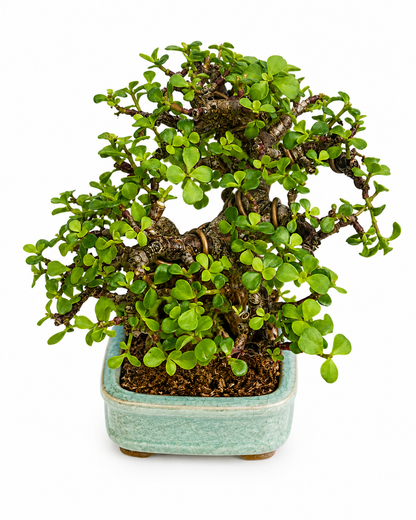 Elephant Bush Bonsai (Portulacaria afra) – Mature Specimen