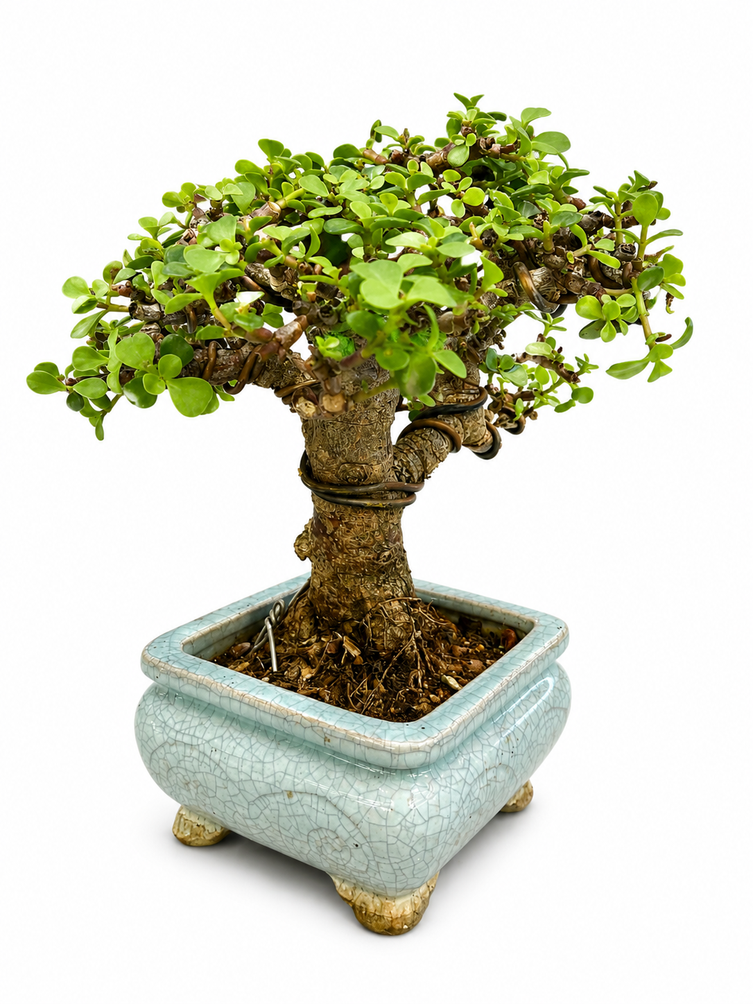 Elephant Bush Bonsai (Portulacaria afra) – Mature Specimen