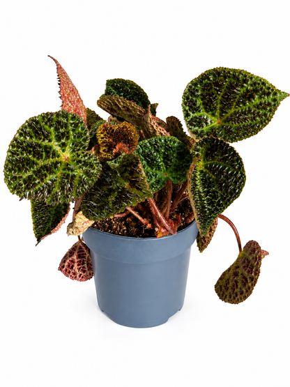 Begonia Rex ‘Ferox’ – Rare Textured Begonia