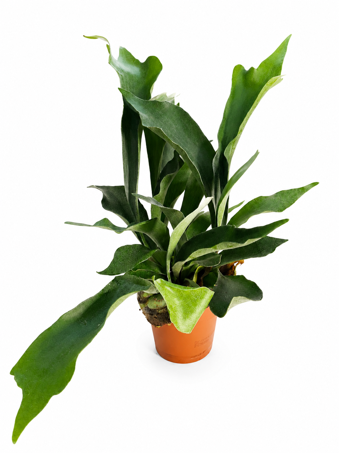 Platycerium bifurcatum – Staghorn Fern
