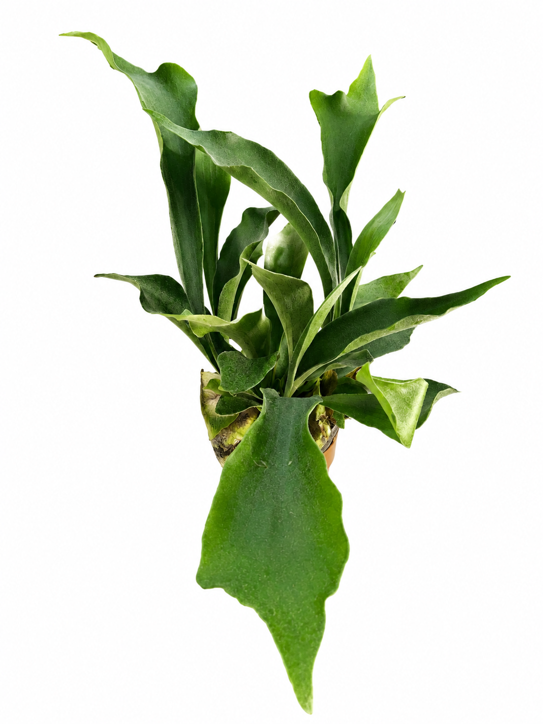 Platycerium bifurcatum – Staghorn Fern
