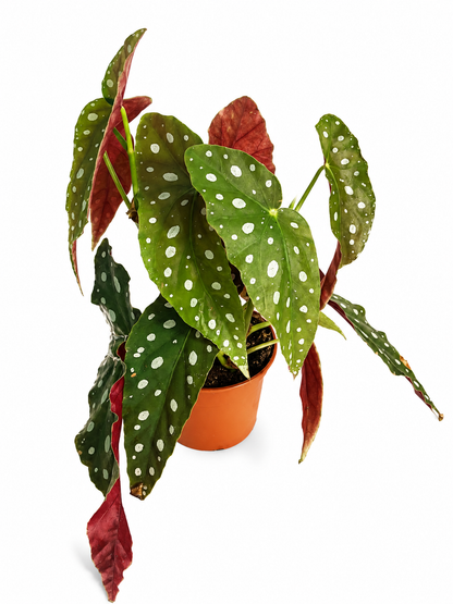 Begonia Maculata – Polka Dot Begonia