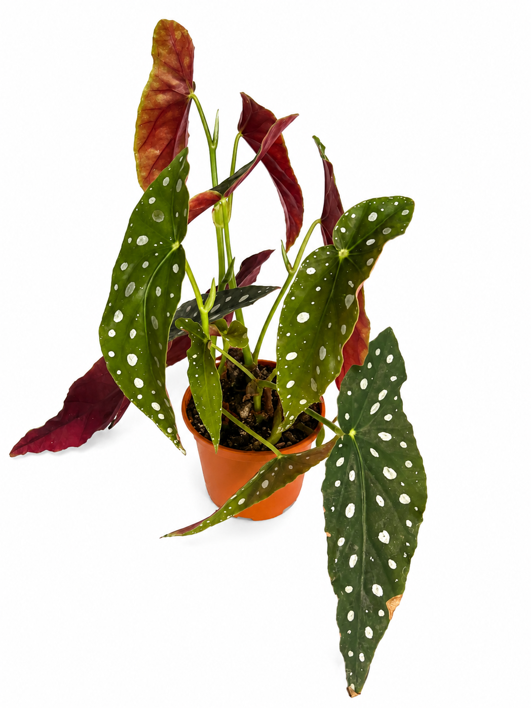 Begonia Maculata – Polka Dot Begonia