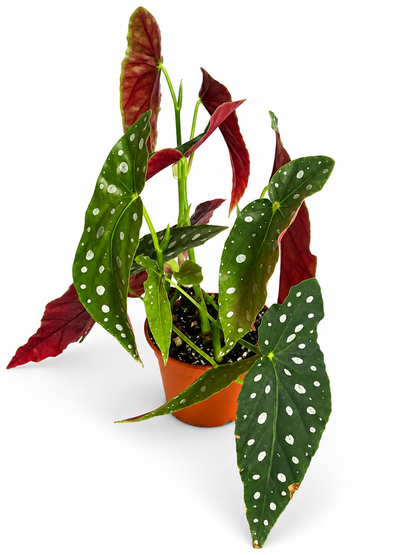 Begonia Maculata – Polka Dot Begonia