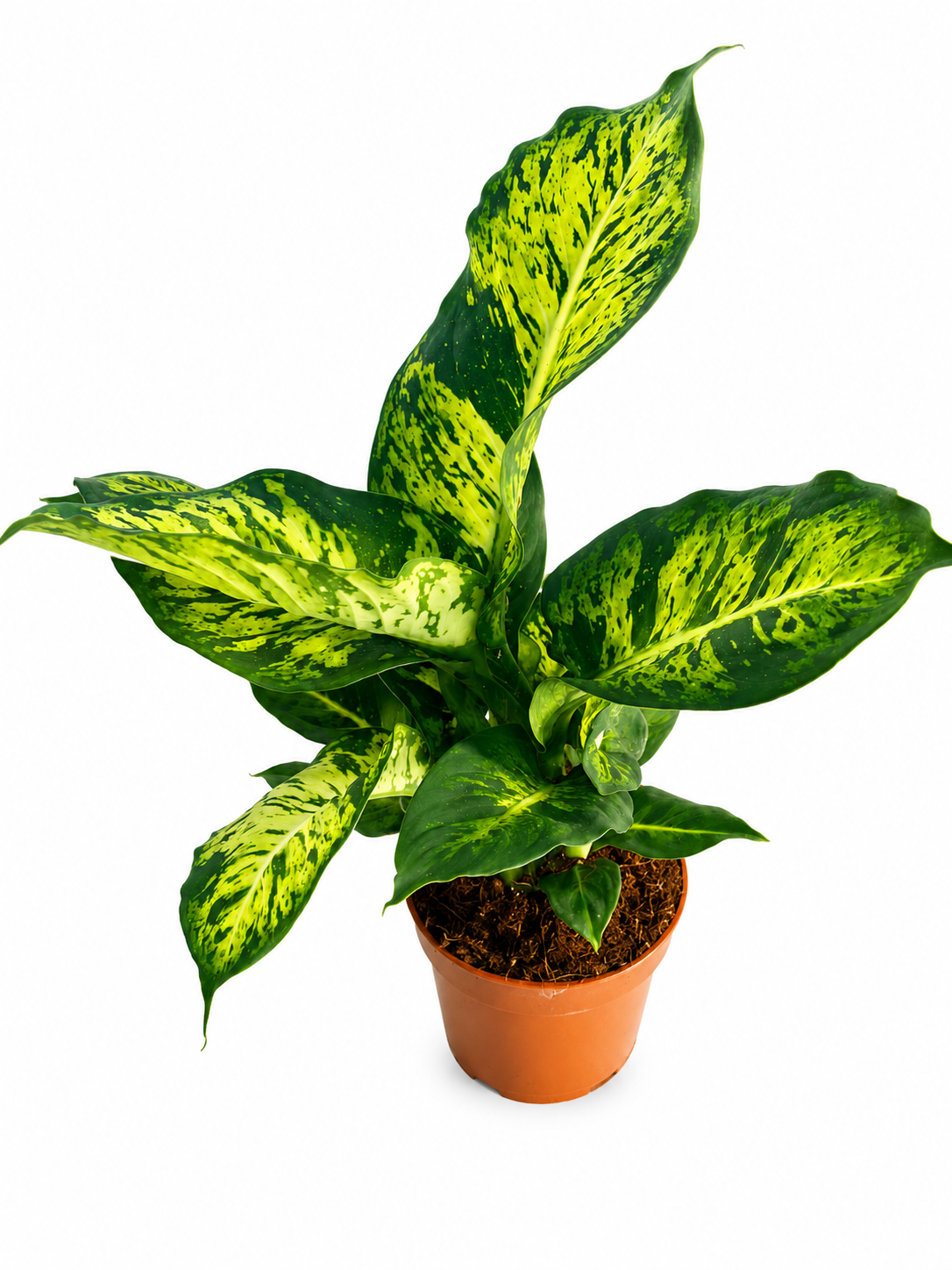 Dieffenbachia Tropic Snow
