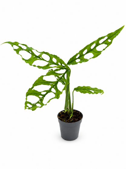 Monstera Adansonii – Small