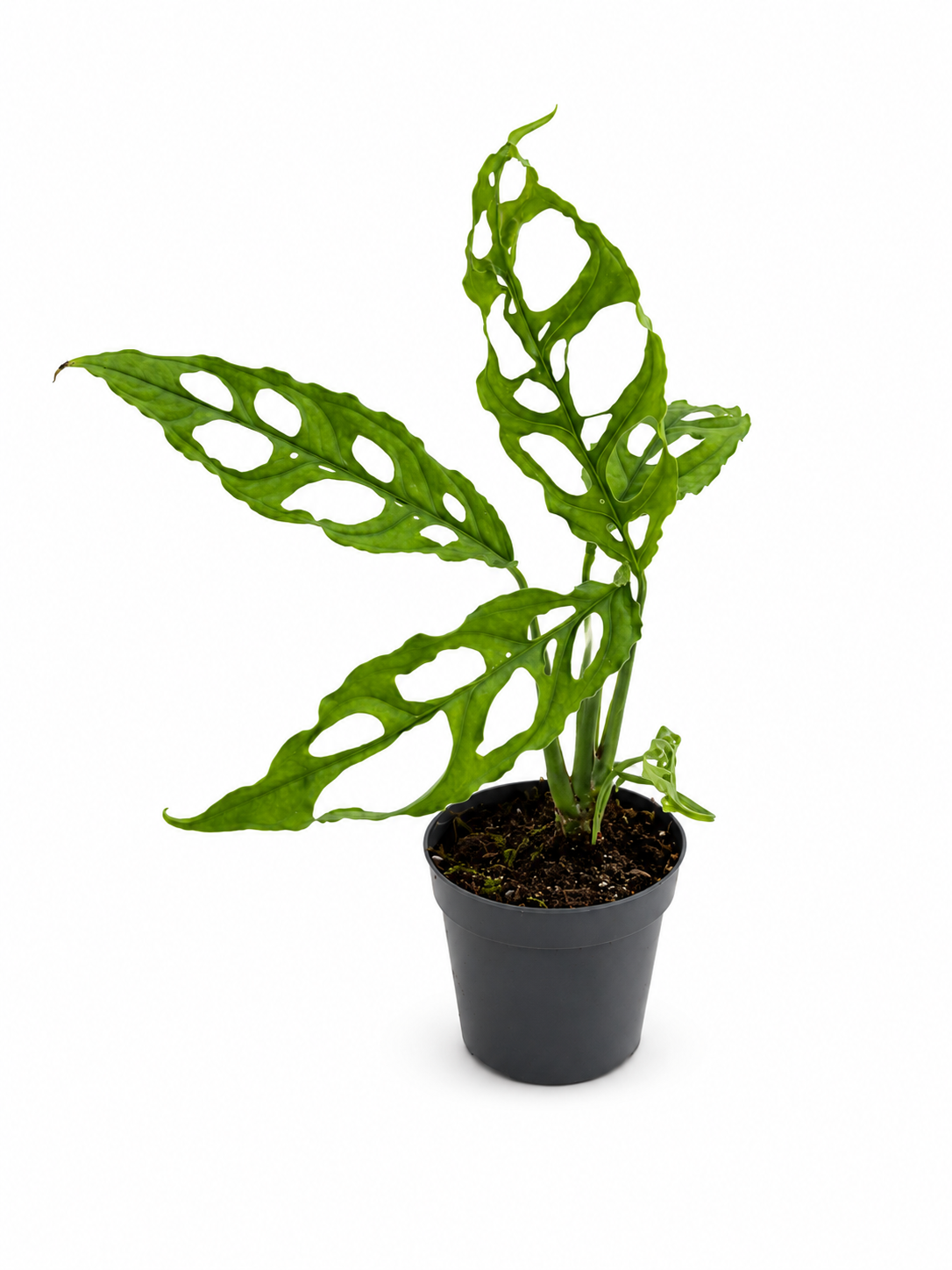 Monstera Adansonii – Small