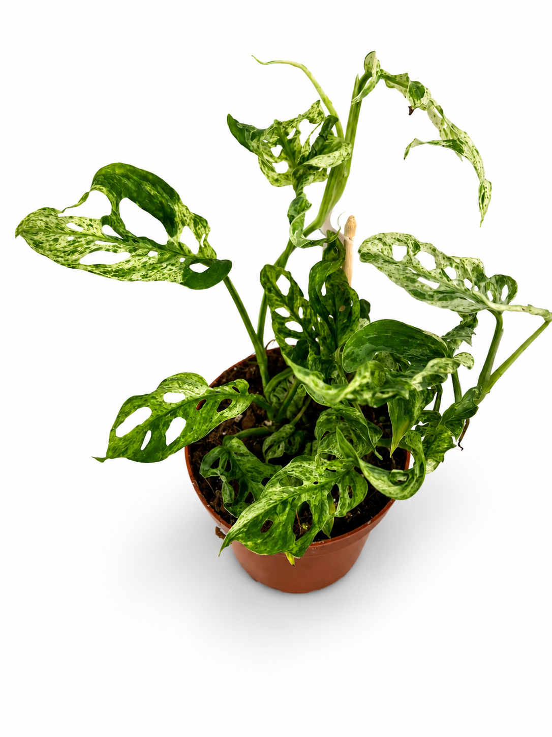 Monstera Adansonii Variegata – Medium Size