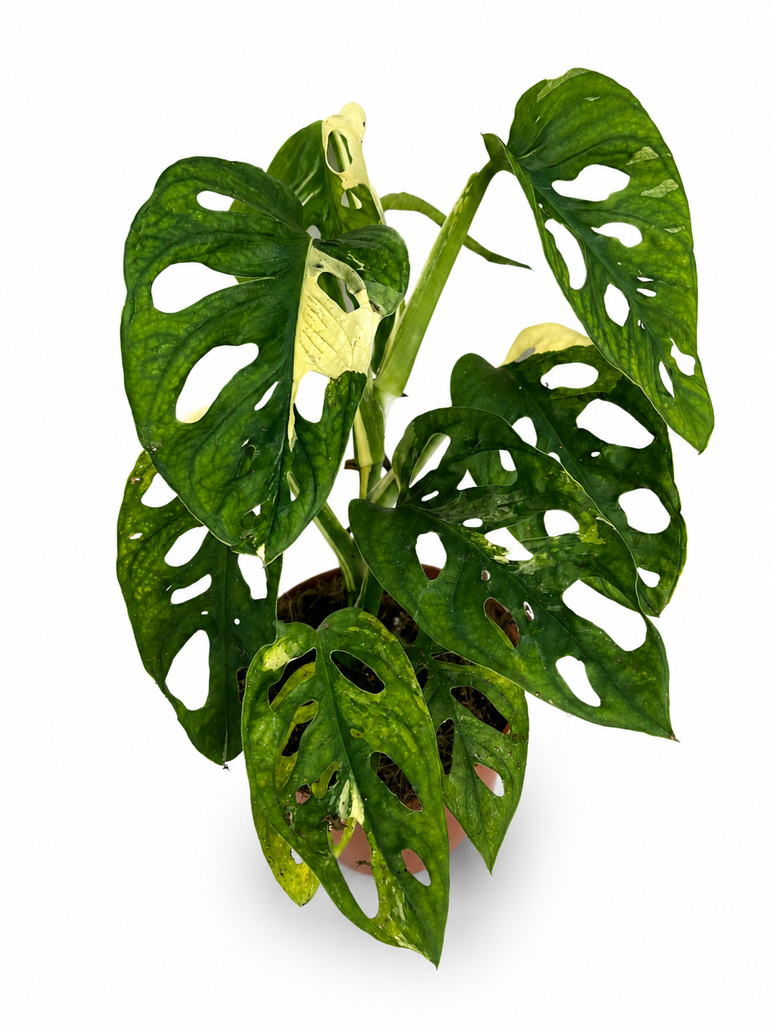 Monstera Adansonii Variegata – Variegated Swiss Cheese Plant