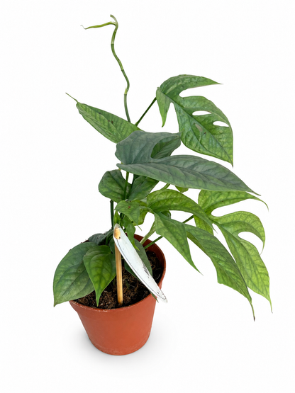 Monstera Silver – Rare Tropical Houseplant