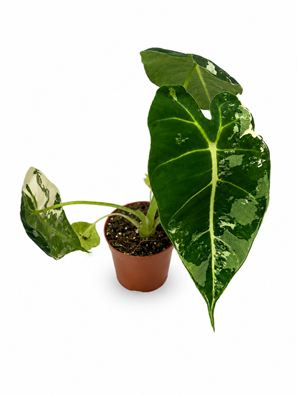 Alocasia Micholitziana Frydek Variegata