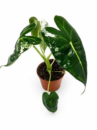 Alocasia Micholitziana Frydek Variegata