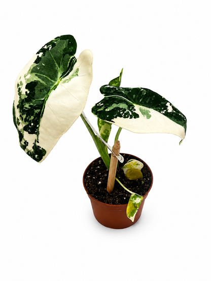Alocasia Micholitziana Frydek Variegata – Small
