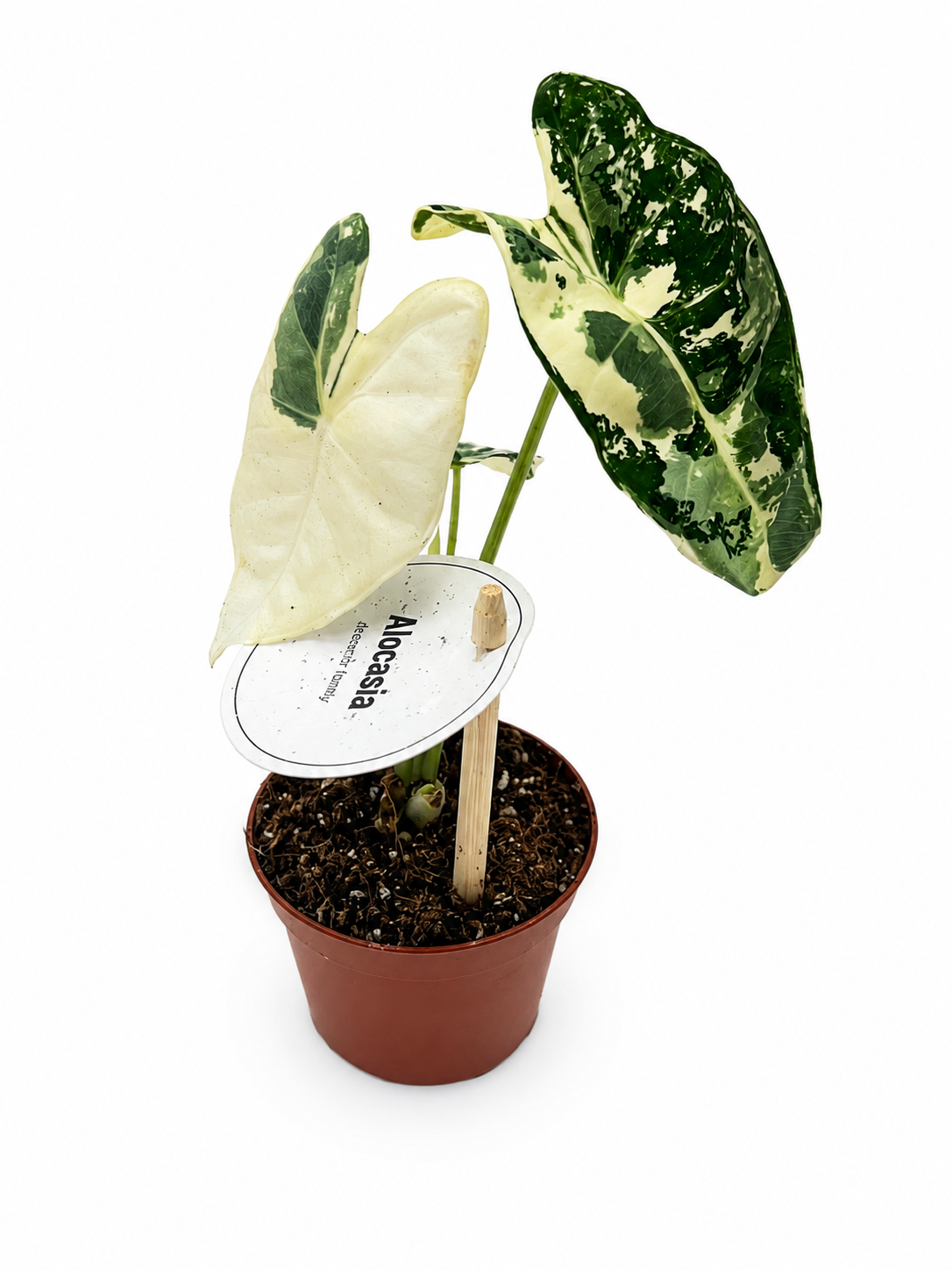 Alocasia Micholitziana Frydek Variegata – Small
