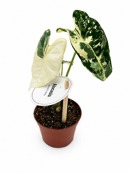 Alocasia Micholitziana Frydek Variegata – Small